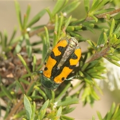 Castiarina scalaris at Fadden, ACT - 15 Dec 2024