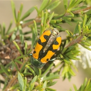 Castiarina scalaris at Fadden, ACT - 15 Dec 2024