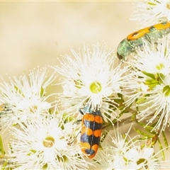 Castiarina scalaris at Fadden, ACT - 15 Dec 2024