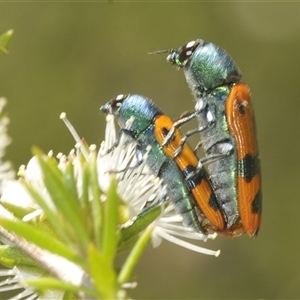 Castiarina scalaris at Fadden, ACT - 15 Dec 2024