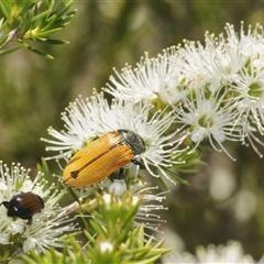 Castiarina subpura (A jewel beetle) at Fadden, ACT - 14 Dec 2024 by Harrisi