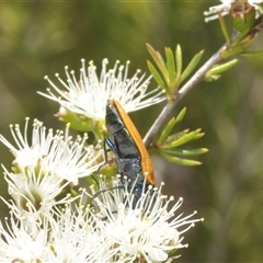 Castiarina subpura at Fadden, ACT - 15 Dec 2024