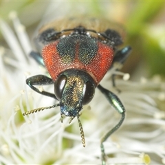 Castiarina mustelamajor (A jewel beetle) at Fadden, ACT - 14 Dec 2024 by Harrisi