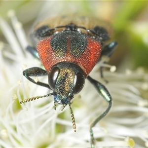 Castiarina mustelamajor (A jewel beetle) at Fadden, ACT by Harrisi