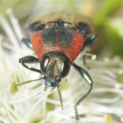 Castiarina mustelamajor (A jewel beetle) at Fadden, ACT - 14 Dec 2024 by Harrisi