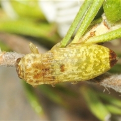 Castiarina testacea (A eucalyptus bud mimic jewel beetle) at Fadden, ACT - 15 Dec 2024 by Harrisi