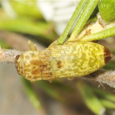 Castiarina testacea (A eucalyptus bud mimic jewel beetle) at Fadden, ACT - 15 Dec 2024 by Harrisi