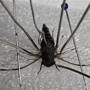 Atrapsalta sp. (genus) at Warwick, QLD - 16 Dec 2024