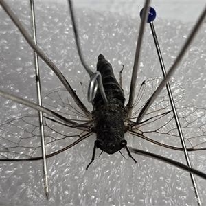Atrapsalta sp. (genus) at Warwick, QLD - 16 Dec 2024 03:56 AM