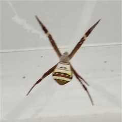Argiope keyserlingi (St Andrew's Cross Spider) at Mount Tabor, QLD - 14 Dec 2024 by bross726