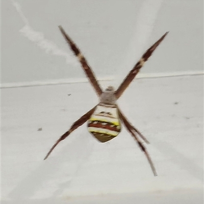 Argiope keyserlingi at Mount Tabor, QLD - 14 Dec 2024 by bross726