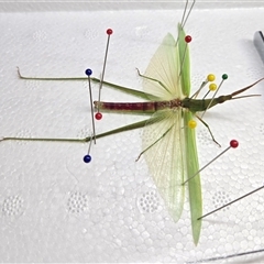 Acrida conica (Giant green slantface) at Mount Tabor, QLD - 16 Dec 2024 by bross726