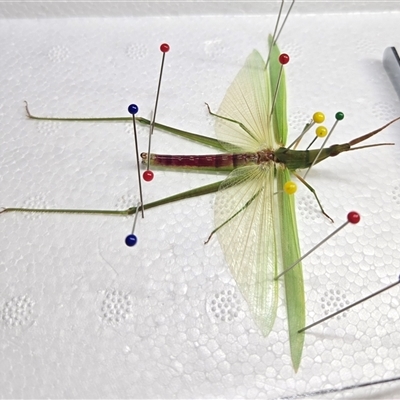 Acrida conica (Giant green slantface) at Mount Tabor, QLD - 16 Dec 2024 by bross726