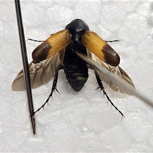 Phyllotocus macleayi at Mount Tabor, QLD - 16 Dec 2024