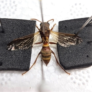 Polistes (Polistella) humilis at Mount Tabor, QLD - 16 Dec 2024 01:28 AM
