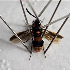 Lophyrotoma interrupta at Mount Tabor, QLD - 15 Dec 2024 by bross726