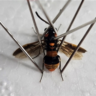 Lophyrotoma interrupta at Mount Tabor, QLD - 16 Dec 2024 by bross726