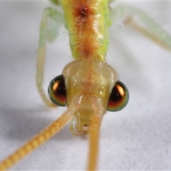 Unidentified Green Lacewing (Chrysopidae) at Acton, ACT - 12 Dec 2024 by TimL