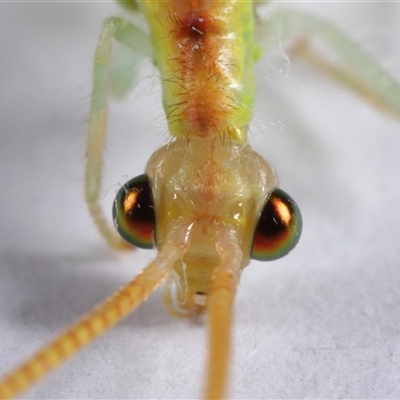 Unidentified Green Lacewing (Chrysopidae) at Acton, ACT - 12 Dec 2024 by TimL