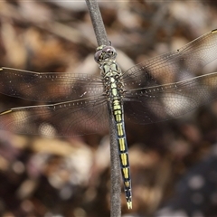 Orthetrum caledonicum (Blue Skimmer) at Acton, ACT - 12 Dec 2024 by TimL