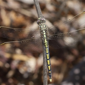 Orthetrum caledonicum at Acton, ACT - 12 Dec 2024