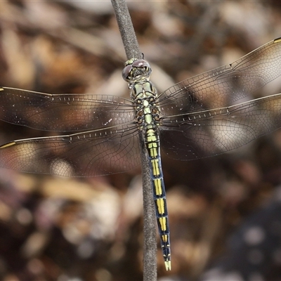 Orthetrum caledonicum (Blue Skimmer) at Acton, ACT - 12 Dec 2024 by TimL