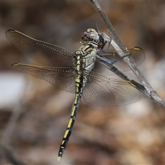 Orthetrum caledonicum at Acton, ACT - 12 Dec 2024