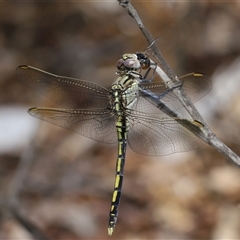 Orthetrum caledonicum at Acton, ACT - 12 Dec 2024 01:15 PM