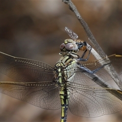 Orthetrum caledonicum at Acton, ACT - 12 Dec 2024 01:15 PM