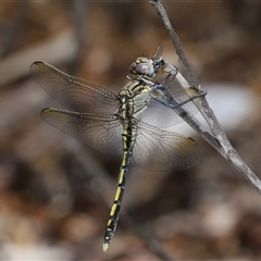 Orthetrum caledonicum at Acton, ACT - 12 Dec 2024