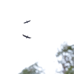 Aquila audax (Wedge-tailed Eagle) at Yarralumla, ACT - 3 Dec 2024 by TimL