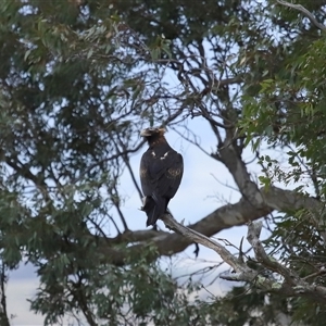 Aquila audax at Yarralumla, ACT - 3 Dec 2024