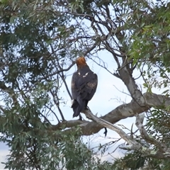 Aquila audax at Yarralumla, ACT - 3 Dec 2024