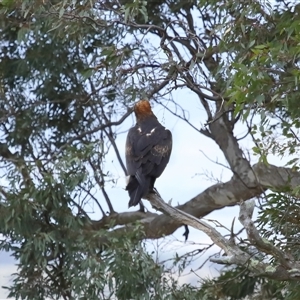 Aquila audax at Yarralumla, ACT - 3 Dec 2024 01:35 PM