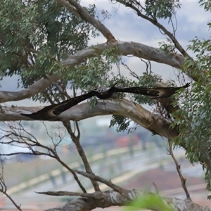 Aquila audax at Yarralumla, ACT - 3 Dec 2024