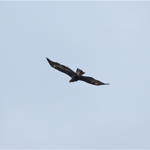 Aquila audax at Yarralumla, ACT - 3 Dec 2024