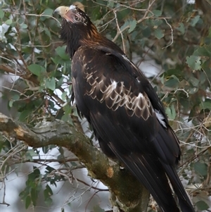 Aquila audax at Yarralumla, ACT - 3 Dec 2024