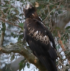 Aquila audax at Yarralumla, ACT - 3 Dec 2024