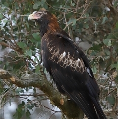 Aquila audax at Yarralumla, ACT - 3 Dec 2024