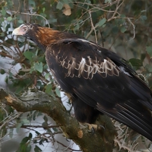 Aquila audax at Yarralumla, ACT - 3 Dec 2024