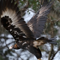 Aquila audax at Yarralumla, ACT - 3 Dec 2024