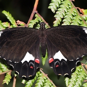 Papilio aegeus at Acton, ACT - 15 Dec 2024 01:10 PM