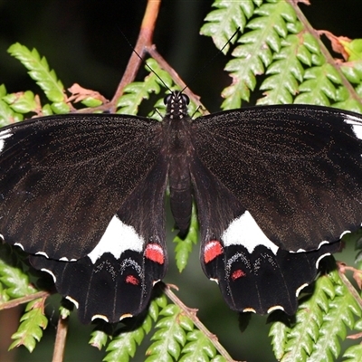 Papilio aegeus (Orchard Swallowtail, Large Citrus Butterfly) at Acton, ACT - 15 Dec 2024 by TimL