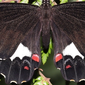 Papilio aegeus at Acton, ACT - 15 Dec 2024 01:10 PM