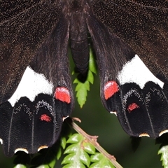 Papilio aegeus at Acton, ACT - 15 Dec 2024 01:10 PM