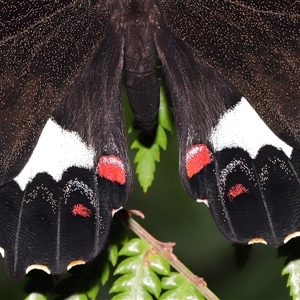 Papilio aegeus at Acton, ACT - 15 Dec 2024 01:10 PM