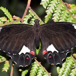 Papilio aegeus at Acton, ACT - 15 Dec 2024 01:10 PM