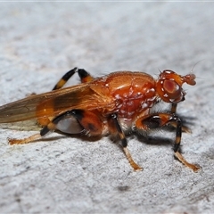 Lauxaniidae (family) at Acton, ACT - 15 Dec 2024 by TimL