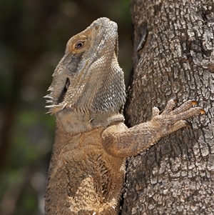 Pogona barbata (Eastern Bearded Dragon) at Acton, ACT by TimL