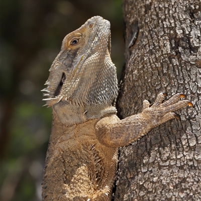 Pogona barbata (Eastern Bearded Dragon) at Acton, ACT - 15 Dec 2024 by TimL